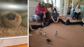 Residents watch Ducklings hatch at Walditch care home